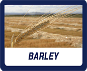 Salazar Malt Barley