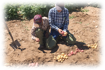 Checking seed potato varieties at Salazar Farms