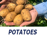 Salazar Seed Potatoes
