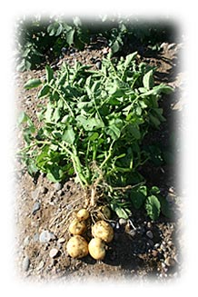 Salazar Potatoes