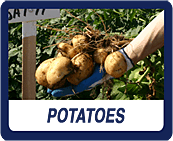 Salazar Potatoes