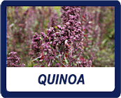 Salazar Quinoa